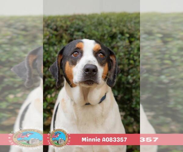 Medium Photo #2 Mutt Puppy For Sale in Mobile, AL, USA