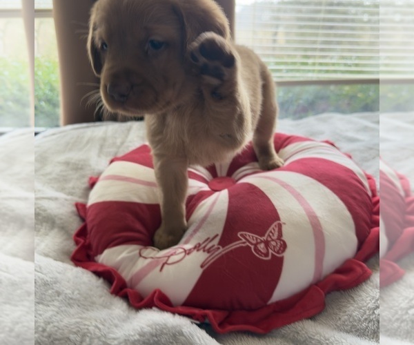 Medium Photo #15 Labrador Retriever Puppy For Sale in ELIZABETH, WV, USA