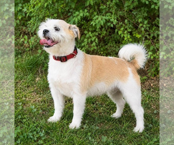 Medium Photo #5 Mutt Puppy For Sale in Thomasville, NC, USA
