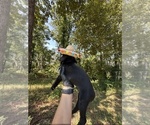 Small #1 German Shorthaired Pointer