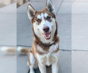 Siberian Husky Dogs for adoption in Sacramento, CA, USA