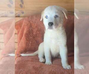 Nettle (N Puppies) - Male Great Pyrenees-Unknown Mix Dog for Adoption - Photo #3