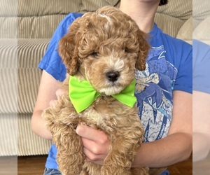Medium Goldendoodle (Miniature)