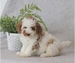 Small Photo #3 Poodle (Miniature) Puppy For Sale in DORNSIFE, PA, USA