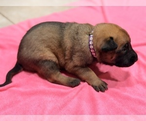 Medium Belgian Malinois