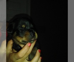 Rottweiler Puppy for sale in RUSSELLVILLE, AR, USA