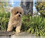 Small Photo #4 Bichpoo Puppy For Sale in OLIVE BRANCH, MS, USA