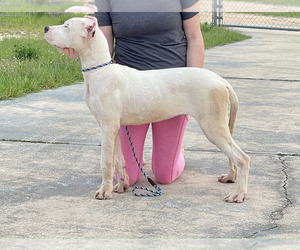 Dogo Argentino Puppy for sale in TEMPLE, TX, USA