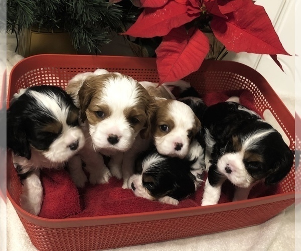 View Ad Cavalier King Charles Spaniel Puppy for Sale near Minnesota