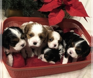 Cavalier King Charles Spaniel Puppy for sale in ANOKA, MN, USA
