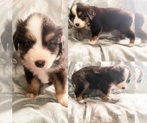 Miniature Australian Shepherd Puppy for sale in BROOKER, FL, USA