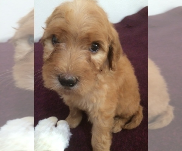 Medium Photo #8 Golden Mountain Doodle  Puppy For Sale in KALISPELL, MT, USA