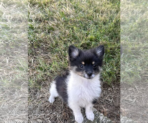 Medium Photo #5 Pomeranian-Unknown Mix Puppy For Sale in Pacolet, SC, USA