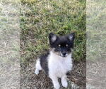 Small #4 Pomeranian Mix