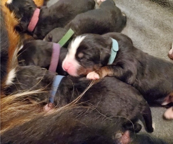 Medium Photo #4 Bernese Mountain Dog Puppy For Sale in LEETONIA, OH, USA