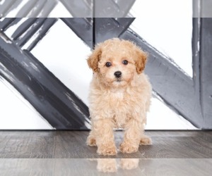 Bichpoo Puppy for sale in BEL AIR, MD, USA