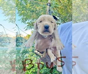 Medium Goldendoodle