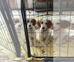 Small #2 English Setter