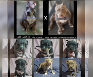American Bully Puppy for sale in MABELVALE, AR, USA