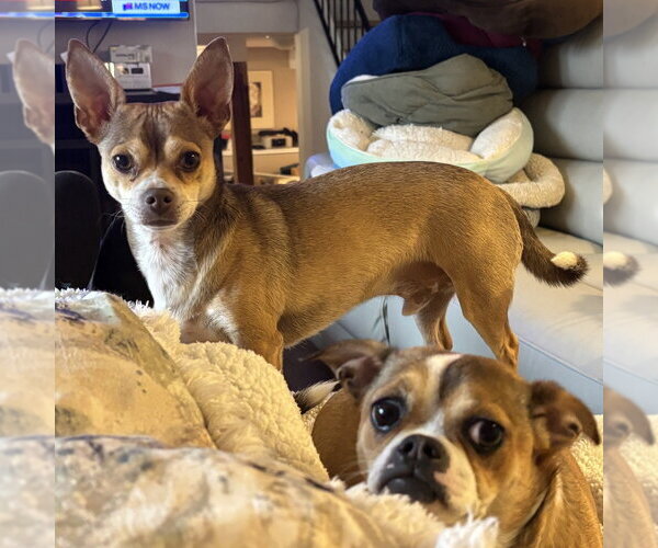 Medium Photo #1 Chihuahua-Unknown Mix Puppy For Sale in Minneapolis, MN, USA