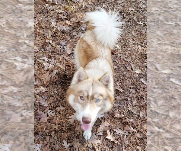 Medium Photo #3 Siberian Husky Puppy For Sale in Severn, MD, USA