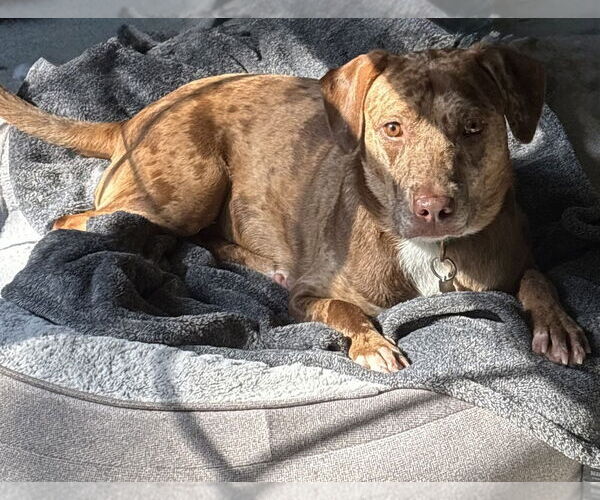 Medium Photo #7 Catahoula Leopard Dog-Unknown Mix Puppy For Sale in Boston, MA, USA