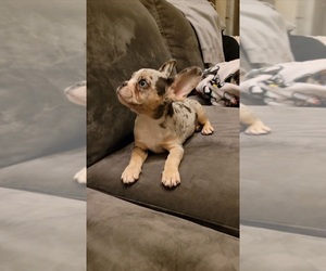 French Bulldog Puppy for sale in PROSPER, TX, USA