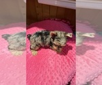 Small #2 Yorkshire Terrier