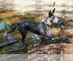 Small #2 Mutt
