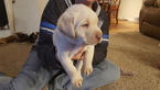 Small Photo #1 Labrador Retriever Puppy For Sale in GROSSE POINTE, MI, USA