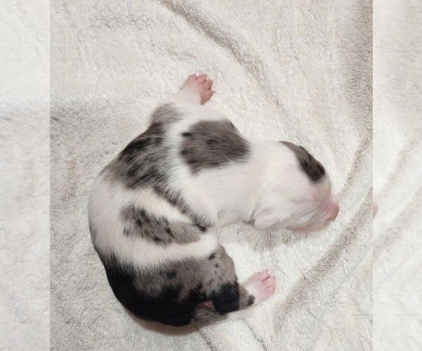 Medium Photo #3 Catahoula Leopard Dog Puppy For Sale in CUMBY, TX, USA