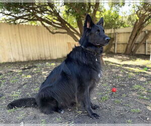 Enzo - Male German Shepherd Dog Dog for Adoption - Photo #3