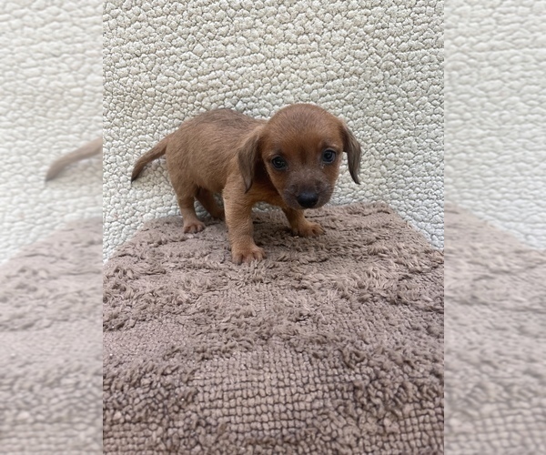 Medium Photo #2 Chiweenie-Jack Russell Terrier Mix Puppy For Sale in SAINT AUGUSTINE, FL, USA