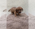 Small #1 Chiweenie-Jack Russell Terrier Mix