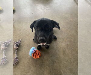 Labrador Retriever-Staffordshire Bull Terrier Mix Dogs for adoption in Pryor, OK, USA