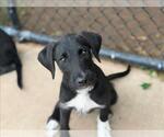 Small #1 Mutt
