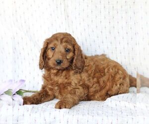 Irish Doodle-Poodle (Miniature) Mix Puppy for sale in CHRISTIANA, PA, USA