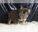 Small Photo #118 French Bulldog Puppy For Sale in WARSAW, IN, USA