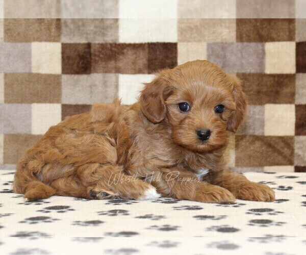 Medium Photo #2 Cavapoo (Miniature) Puppy For Sale in DENVER, PA, USA