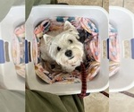 Small #3 West Highland White Terrier