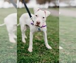 Small Photo #10 American Pit Bull Terrier Puppy For Sale in Richmond, VA, USA