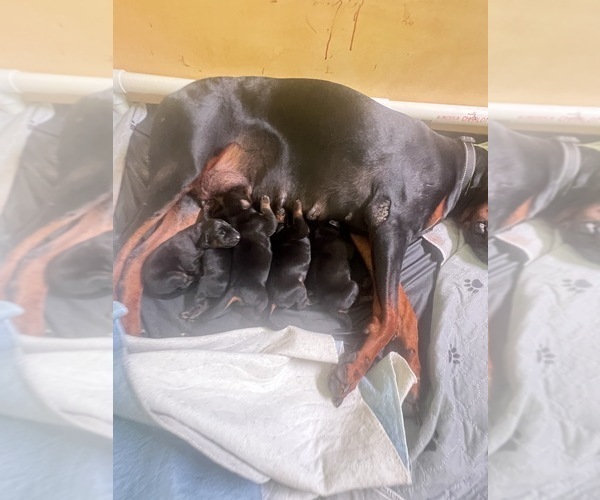 Medium Photo #1 Doberman Pinscher Puppy For Sale in PHOENIX, AZ, USA