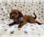 Small #5 Cavapoo (Miniature)