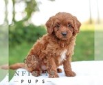 Image preview for Ad Listing. Nickname: Nathan