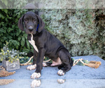 Puppy Ace Great Dane