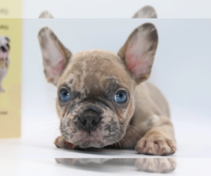 French Bulldog Puppy for sale in SAN FRANCISCO, CA, USA