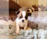 Small #2 Chihuahua