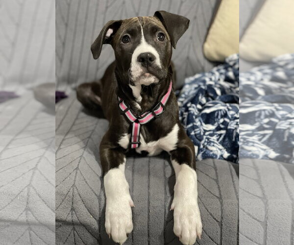 Medium Photo #9 American Pit Bull Terrier-Unknown Mix Puppy For Sale in Hillsboro, MO, USA