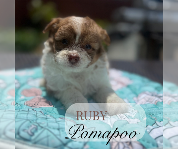 Medium Photo #3 Pom-A-Poo Puppy For Sale in ELMHURST, IL, USA