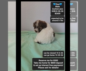 Poodle (Toy)-Zuchon Mix Puppy for sale in TUCSON, AZ, USA